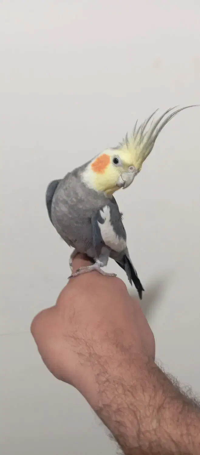 عروس هلندی یه جفت|پرنده|سنگر, |دیوار