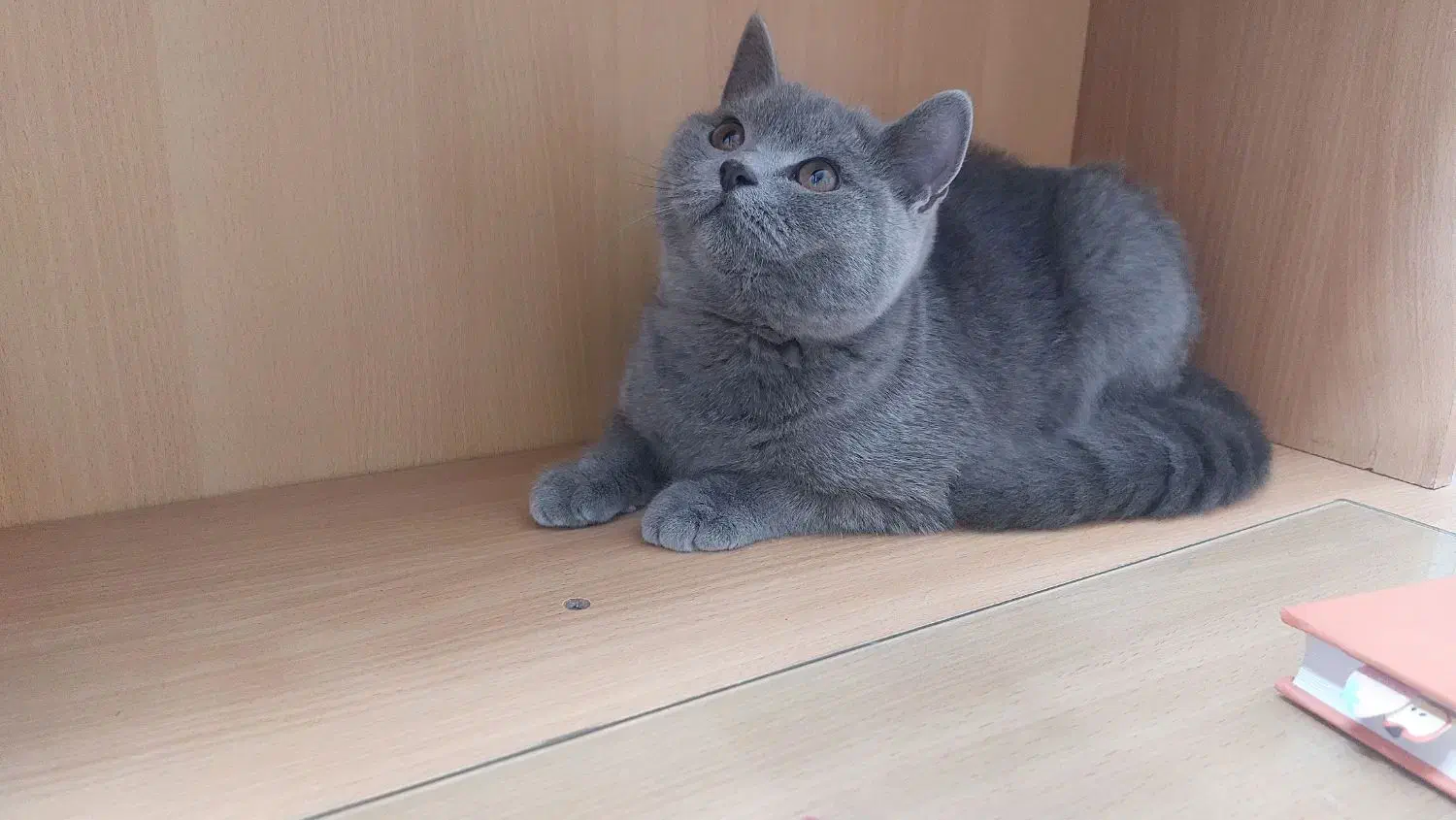 گربه اسکاتیش|گربه|مشهد, چهارچشمه|دیوار