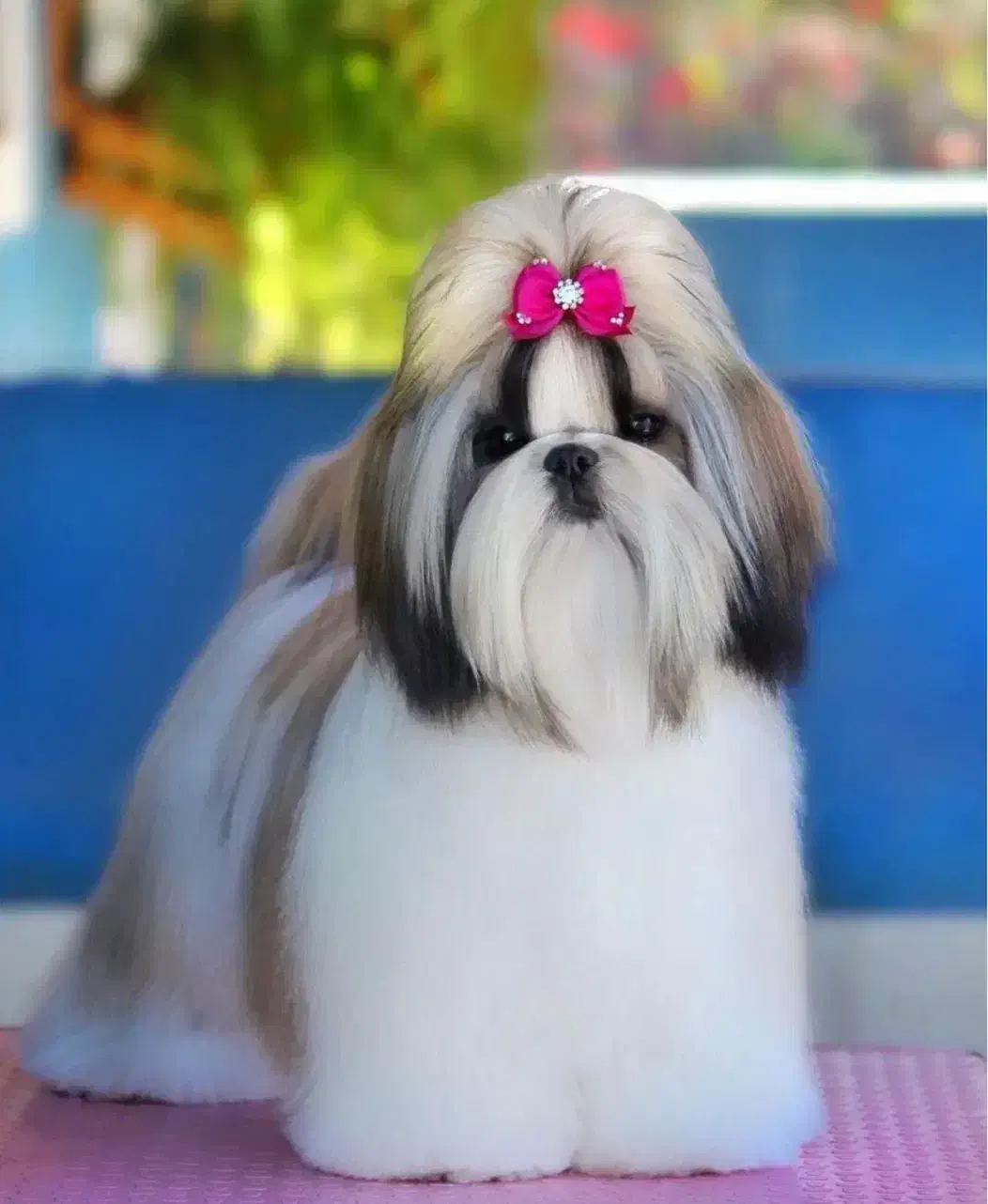 توله شیتزو تیکاپ|سگ|مشهد, وکیل‌آباد|دیوار