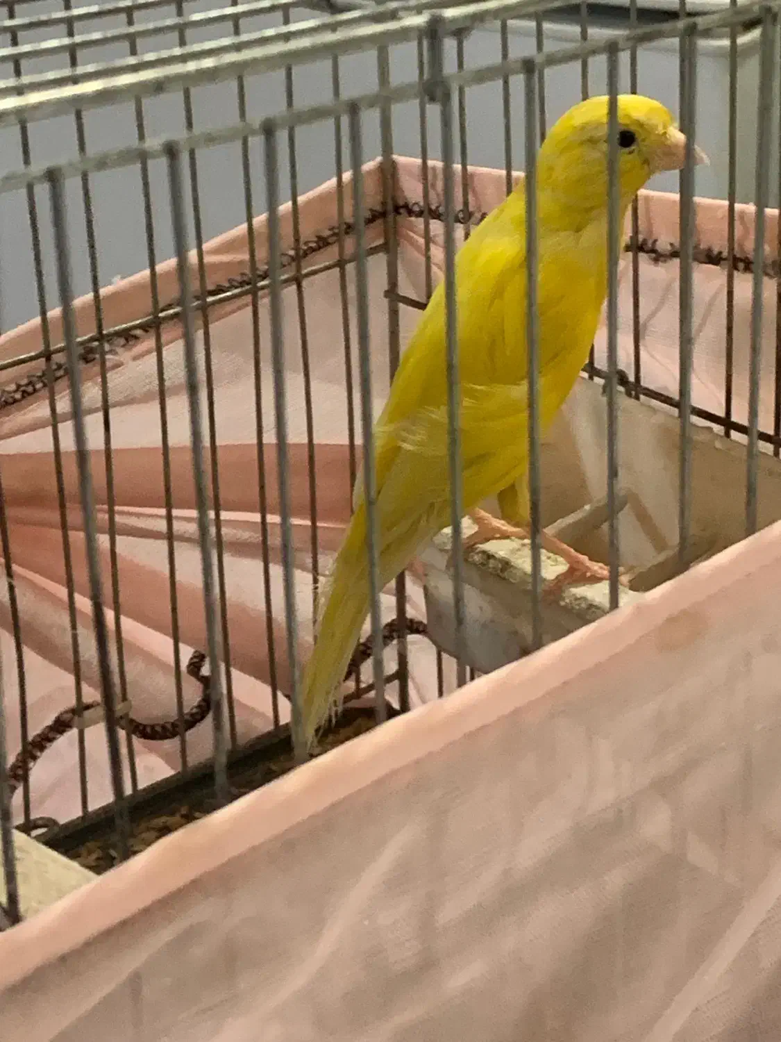 قناری|پرنده|رودبار, |دیوار