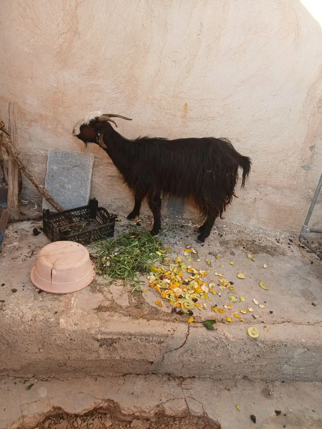 تیربز ترکی|حیوانات مزرعه|مسجد سلیمان, |دیوار