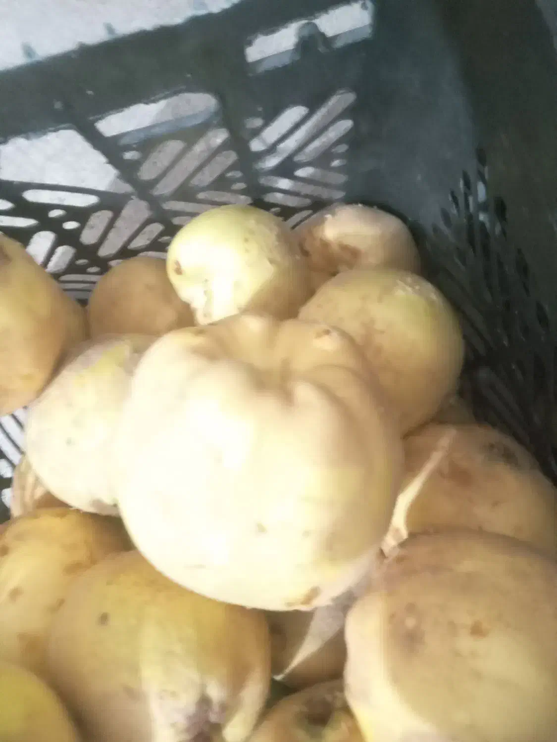 به ساردو|خوردنی و آشامیدنی|جیرفت, |دیوار