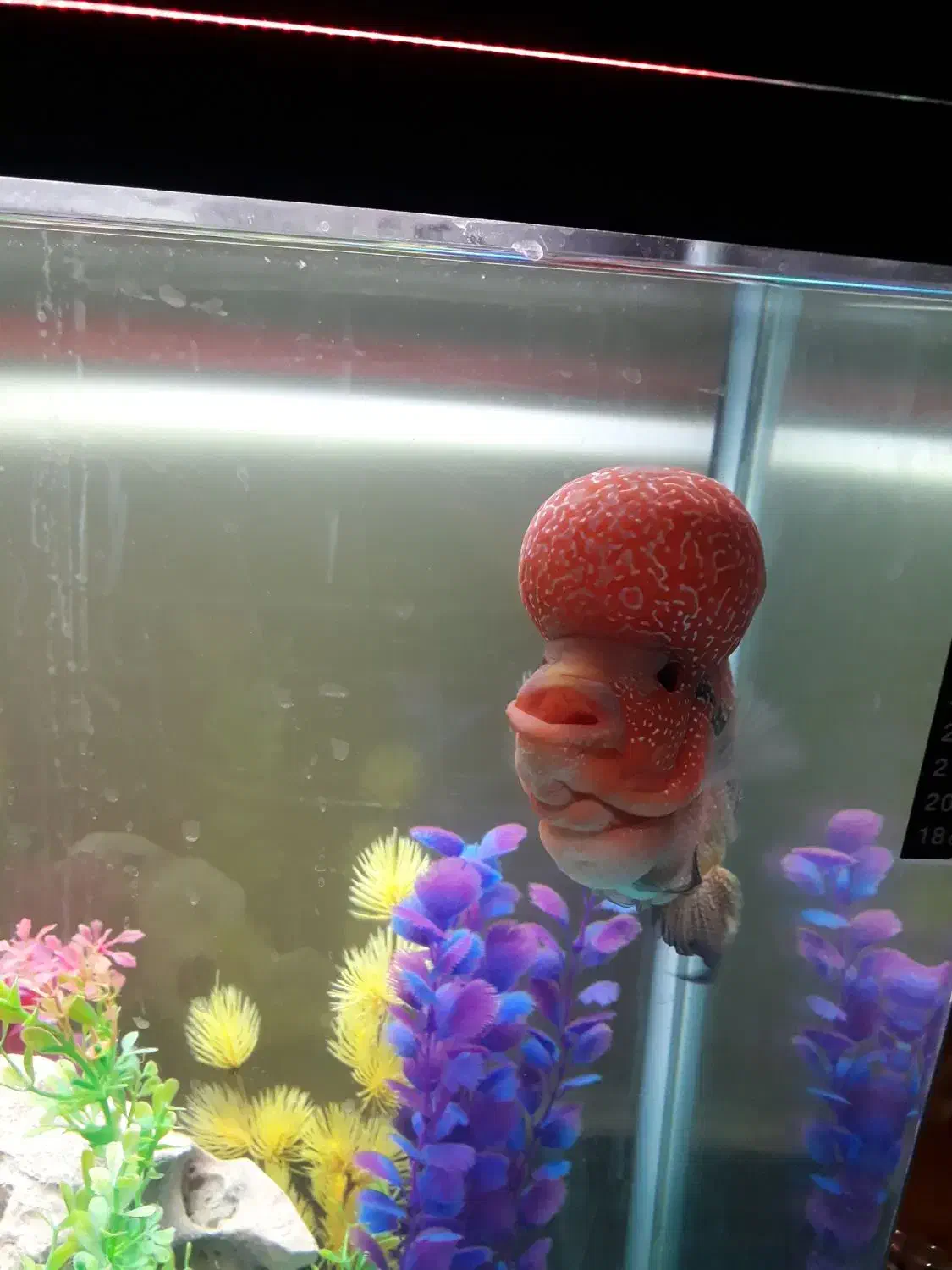 ماهی فلاور|ماهی|تهران, جوادیه|دیوار