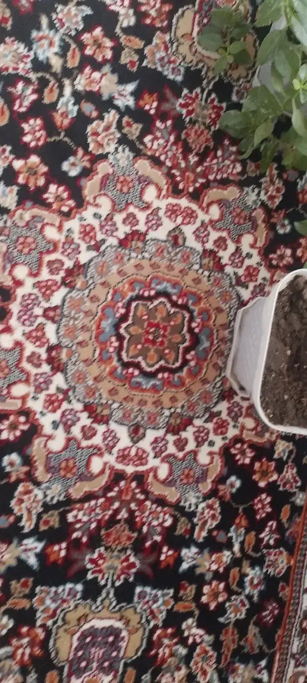 کناره نو|فرش|تربتحیدریه, حیدرآباد|دیوار