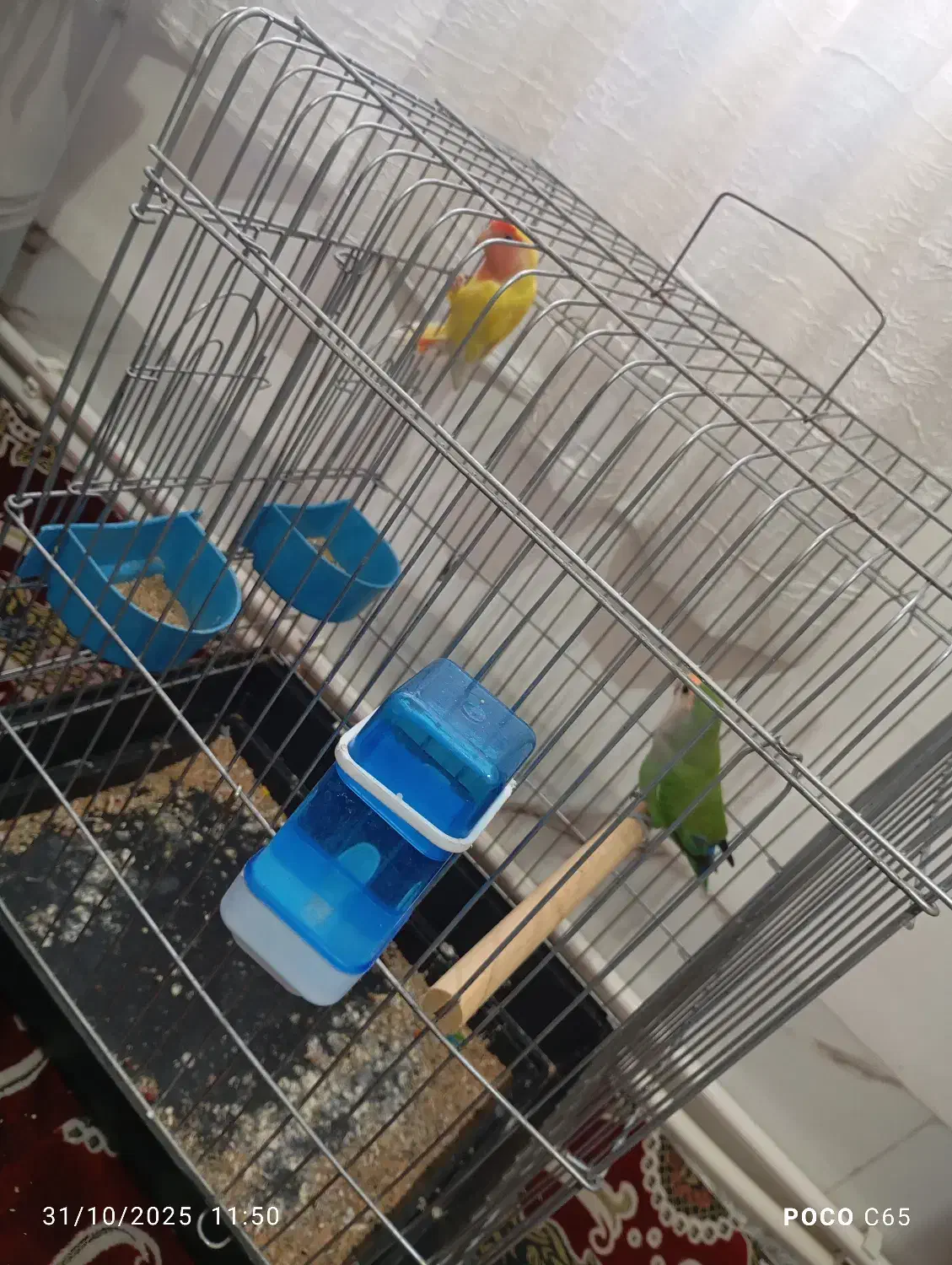 دوعدد طوطی|پرنده|جوانرود, |دیوار