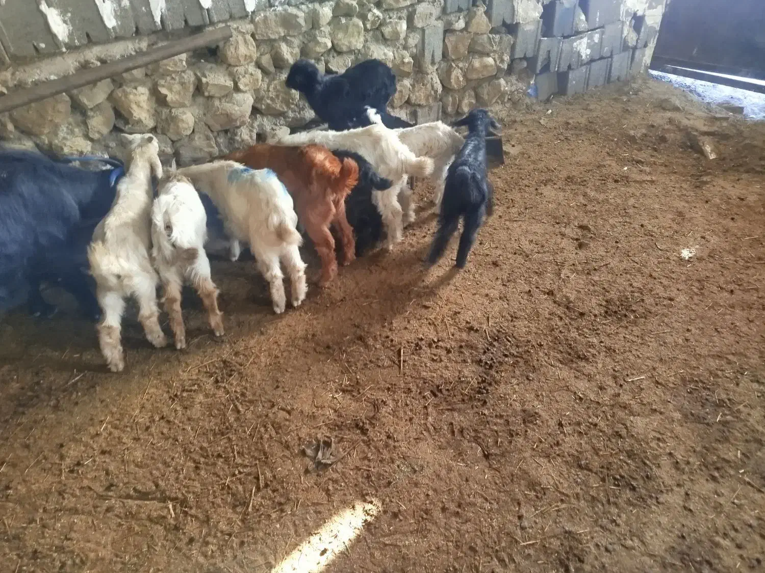 بز داشتی|حیوانات مزرعه|چیتاب, |دیوار