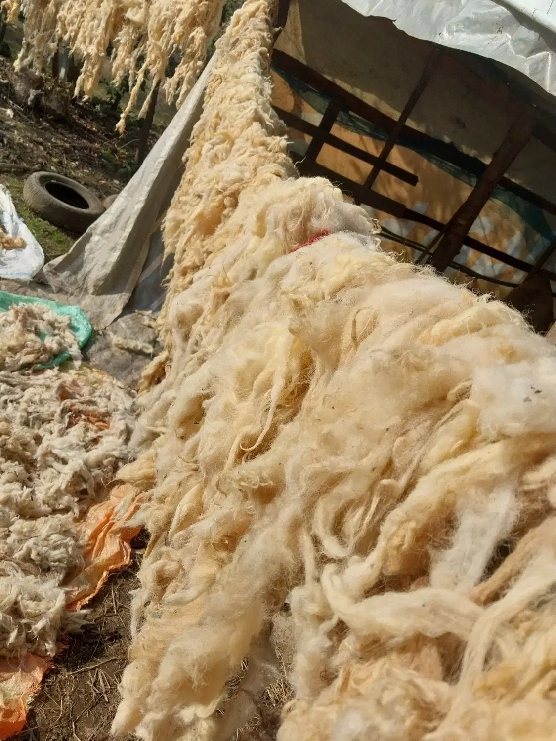 پشم گوسفندی بهاره و پاییزه|رختخواب، بالش، پتو|احمدسرگوراب, |دیوار