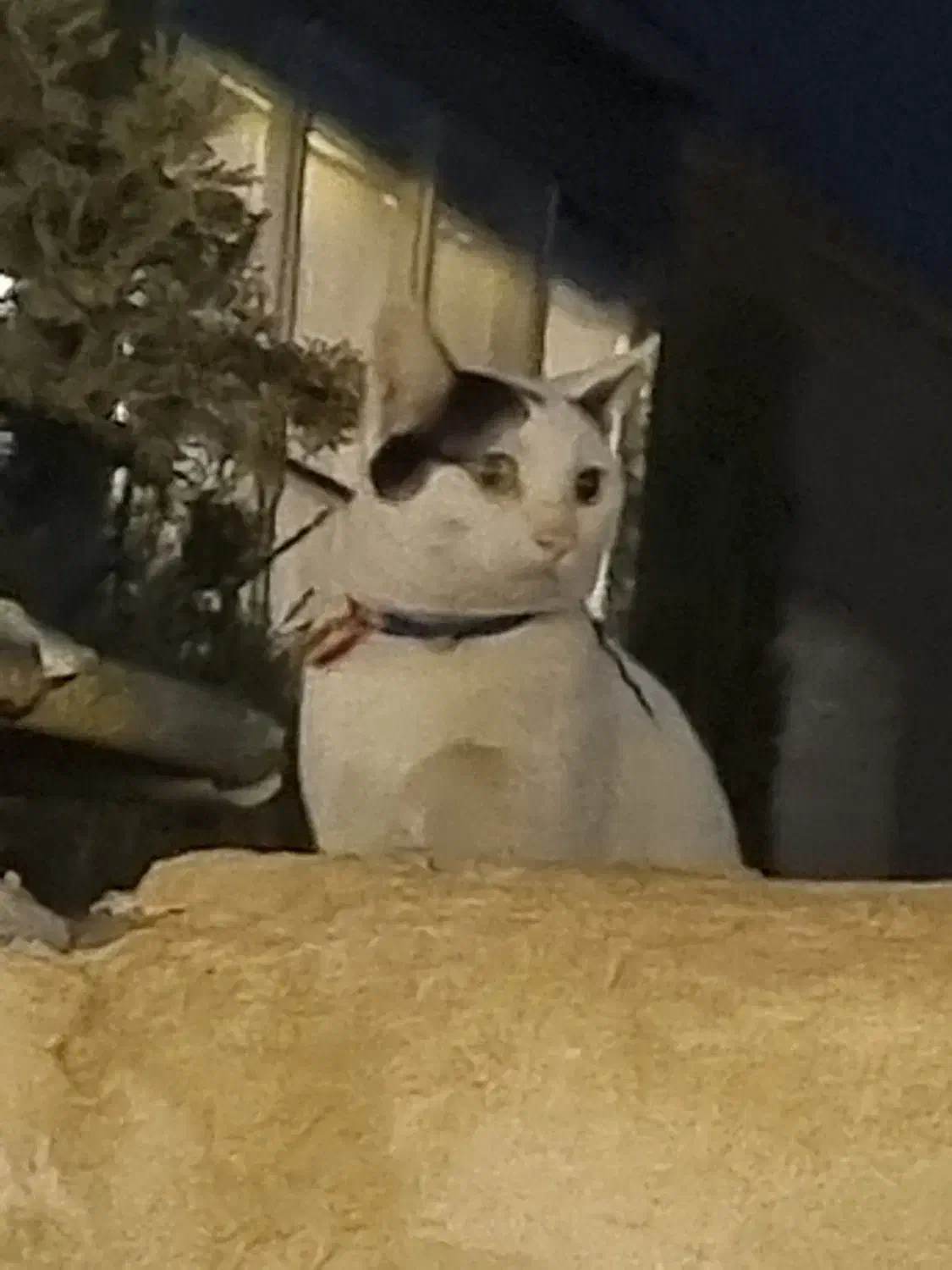 گربه پیدا شده|حیوانات|شیراز, قدوسی شرقی|دیوار