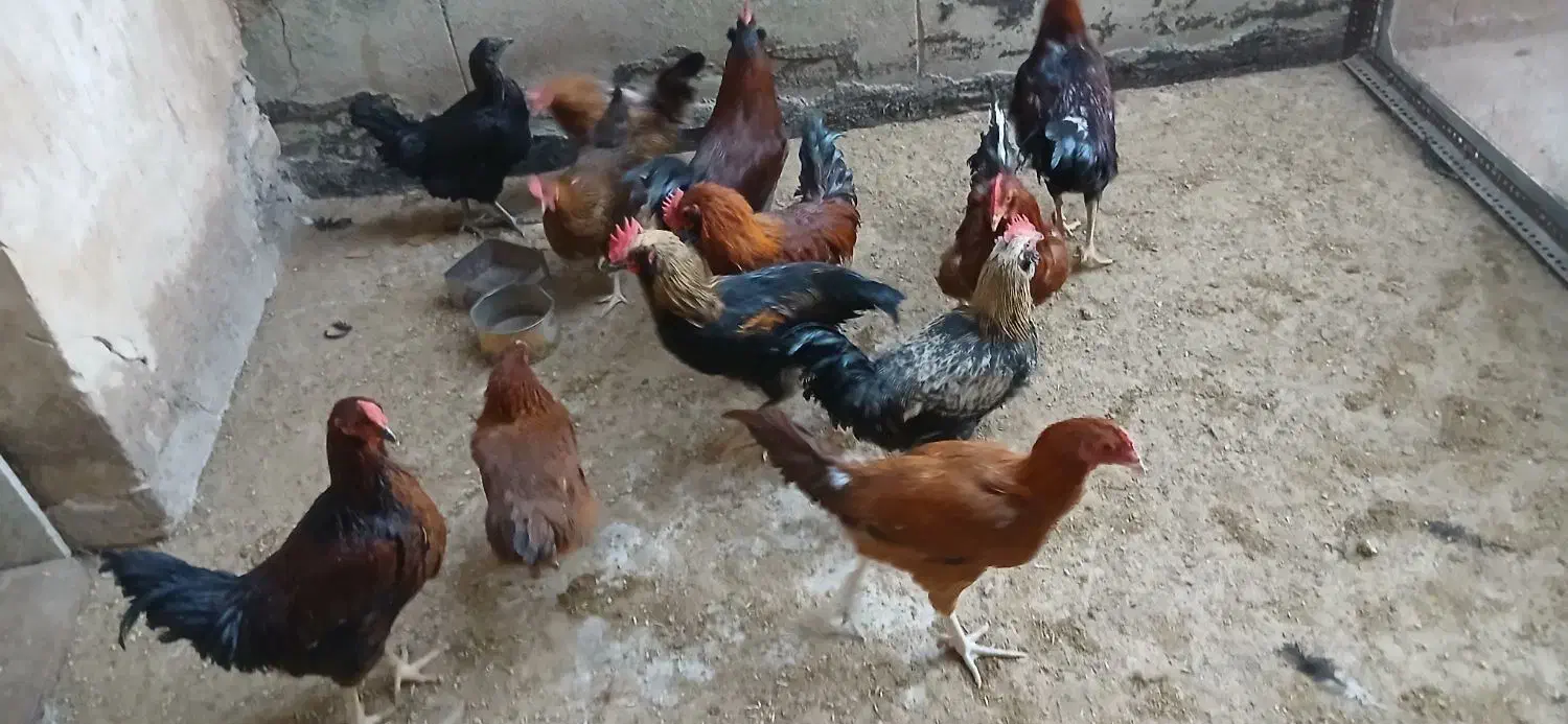 خروس رسمی محلی|حیوانات مزرعه|قم, صفائیه|دیوار