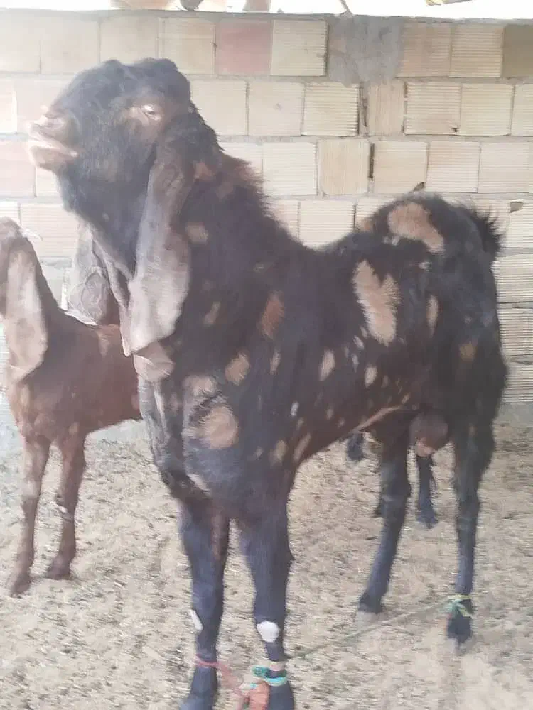 بزمری|حیوانات مزرعه|زاهدان, |دیوار