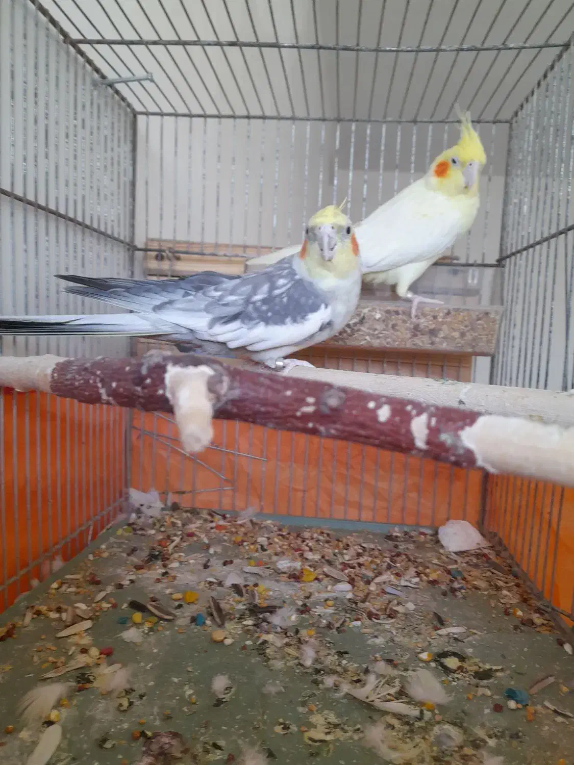 عروس هلندی|پرنده|بیستون, |دیوار