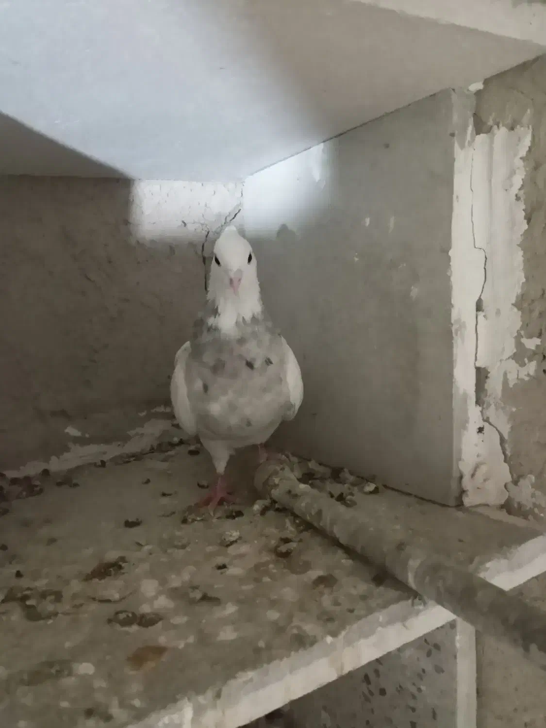 طوقی خال سیا ماده|پرنده|رزن, |دیوار