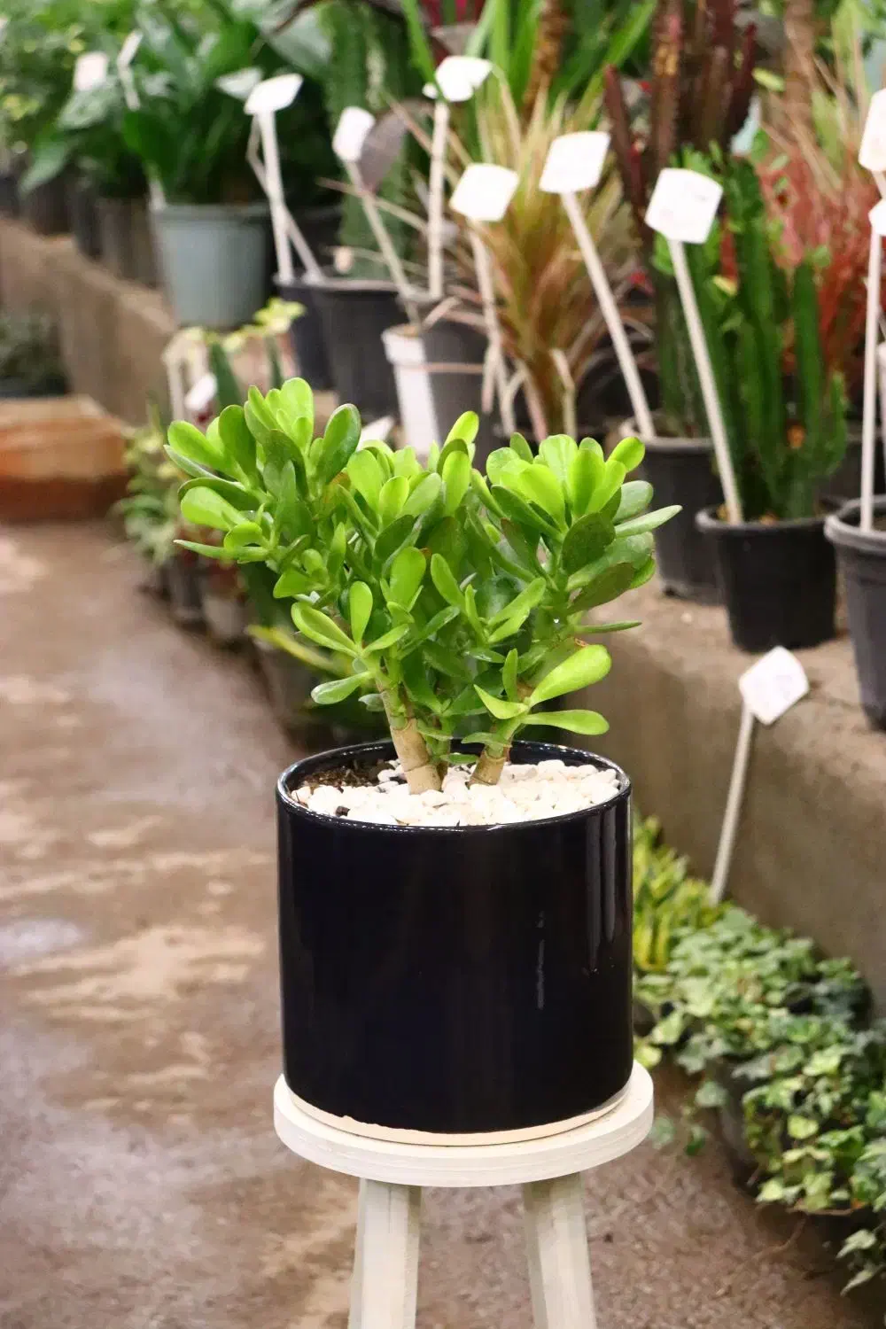 گیاه ثروت با گلدان سرامیکی|گل و گیاه طبیعی|مشهد, نیروی هوایی|دیوار