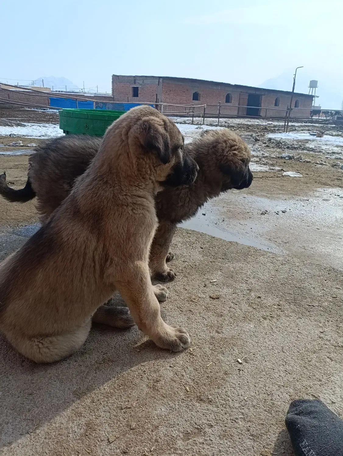 توله سرابی|سگ|سلماس, |دیوار