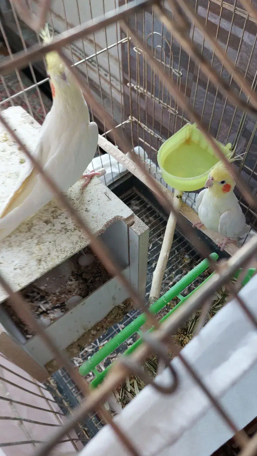 جفت عروس روی تخم|پرنده|کرمان, |دیوار