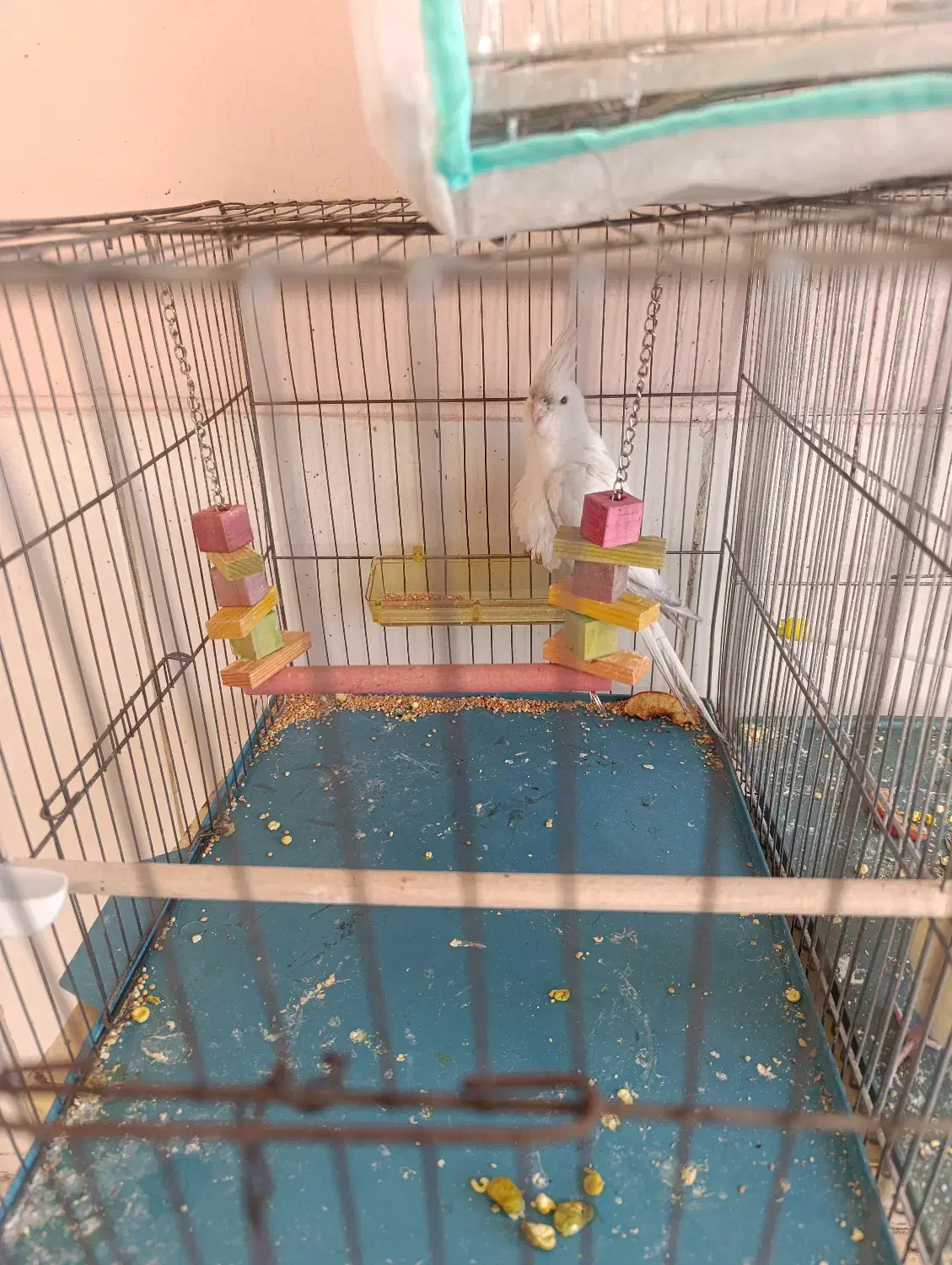 جوجه عروس هلندی. قناری|پرنده|شیراز, سعدیه شمالی|دیوار