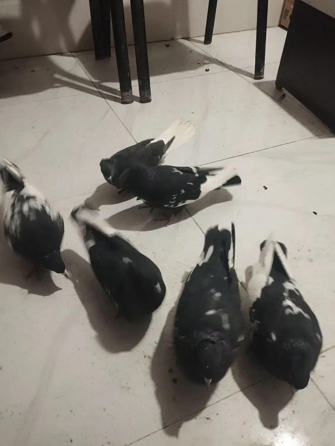 سرته|حیوانات|ایلام, |دیوار