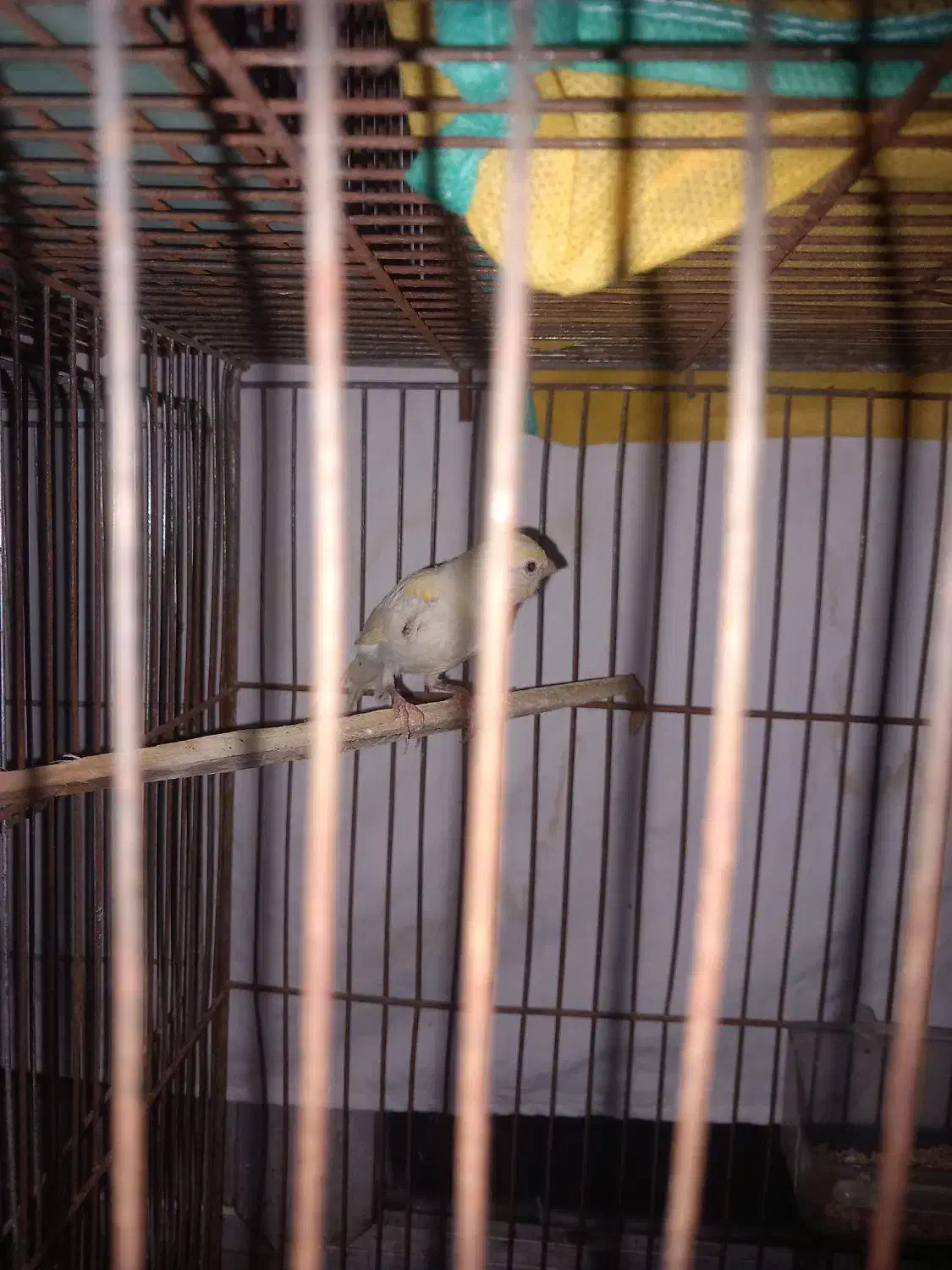 فنچ|پرنده|اردبیل, |دیوار