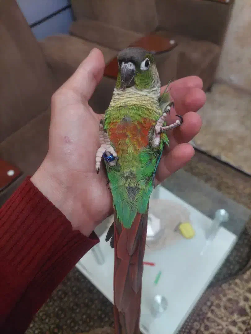 گرنچیک فول اهلی|پرنده|بستان آباد, |دیوار