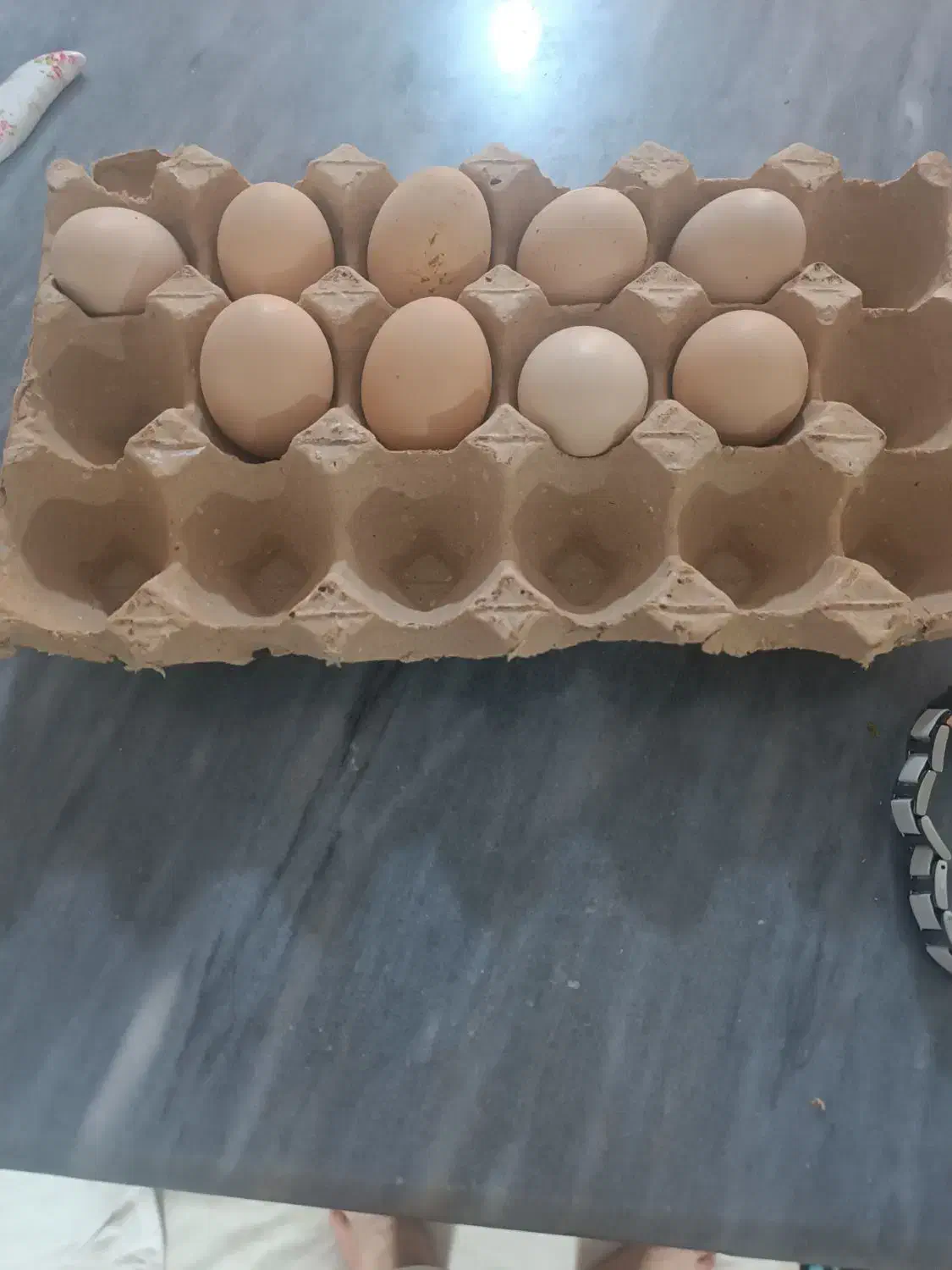 تخم مرغ لاری|حیوانات مزرعه|تربت جام, میان جام|دیوار