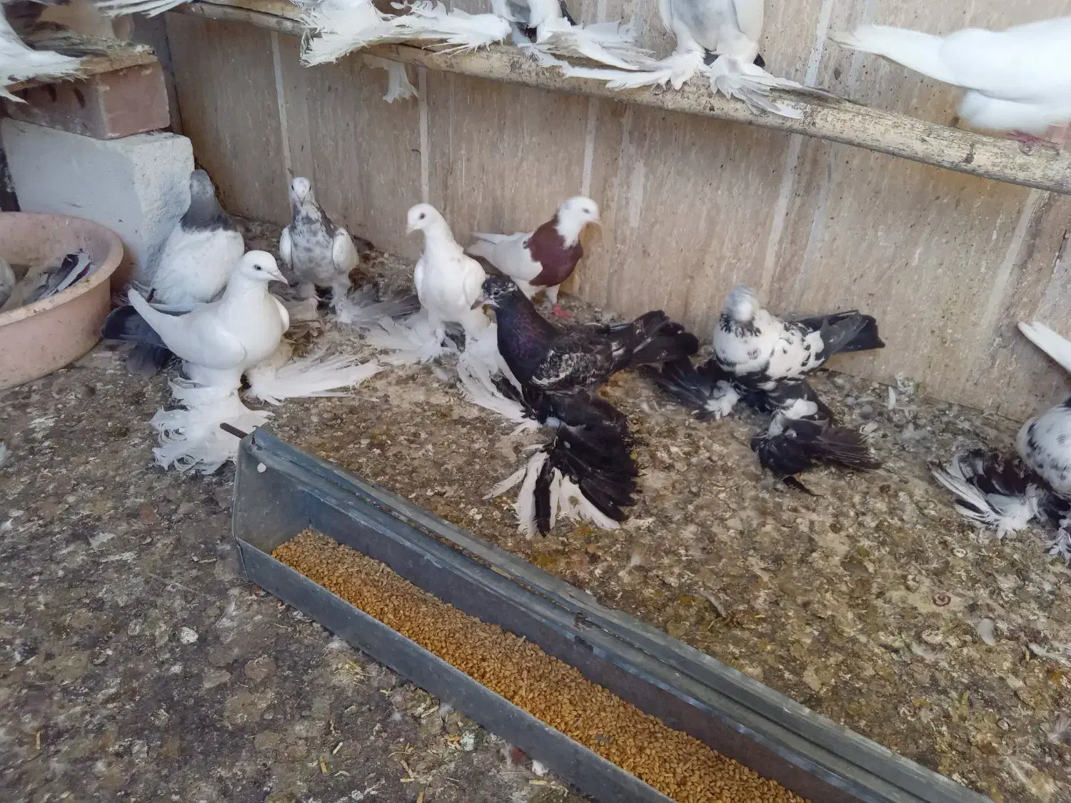 کبوتر توحلی|پرنده|آذرشهر, |دیوار