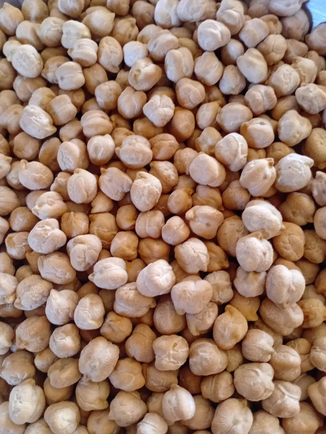 نخود درشت|خوردنی و آشامیدنی|بزینه رود, |دیوار