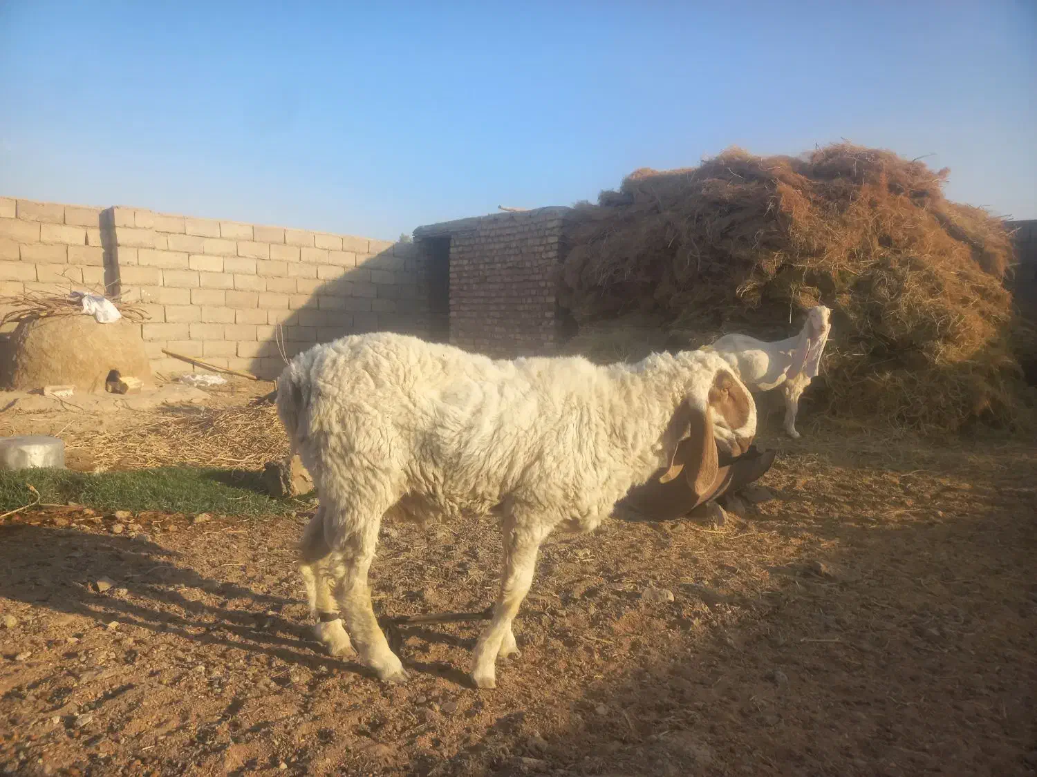 قوچ مری|حیوانات مزرعه|هامون, |دیوار