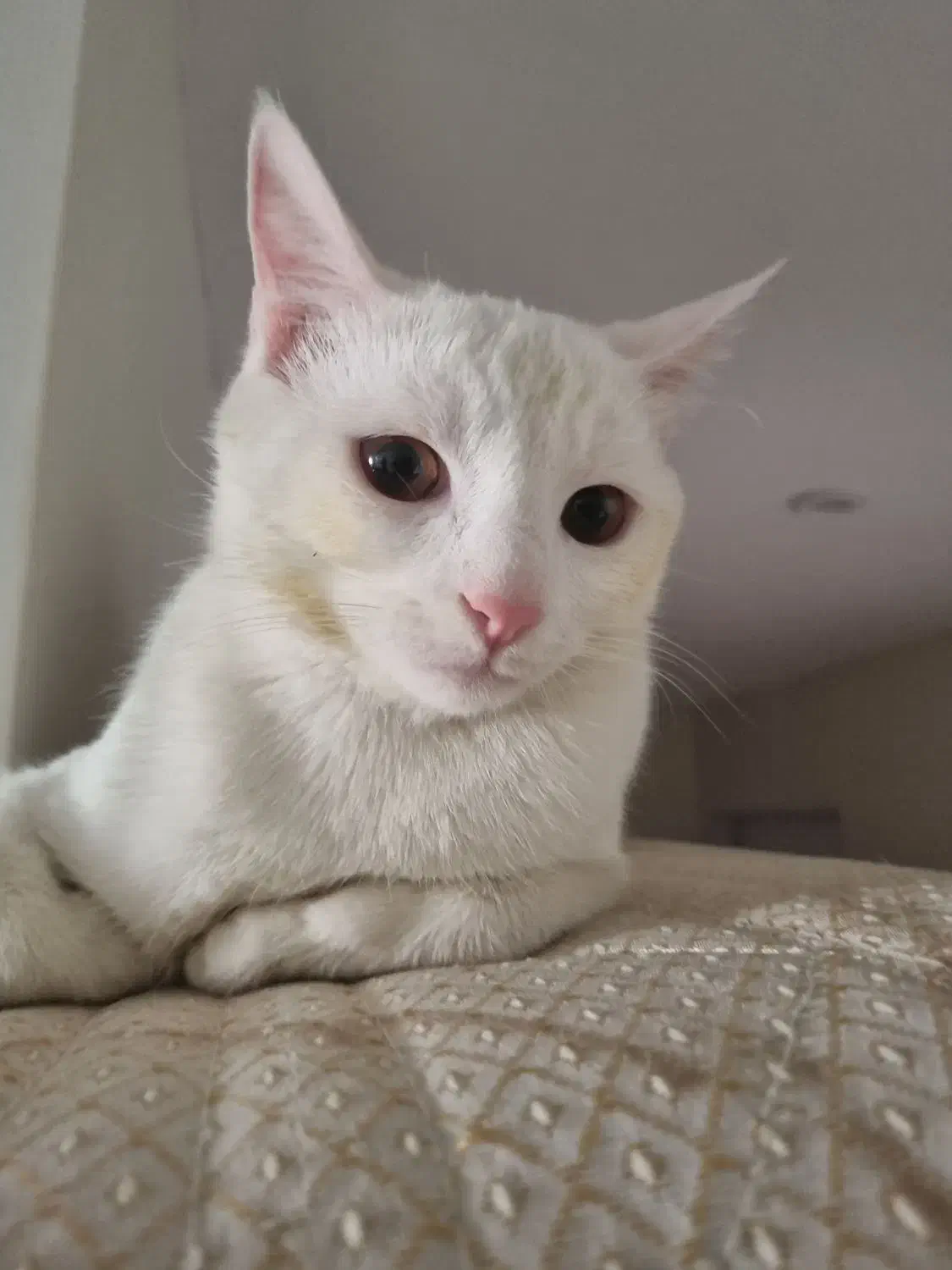 واگذاری گربه|گربه|نیشابور, شهرک فرهنگیان|دیوار