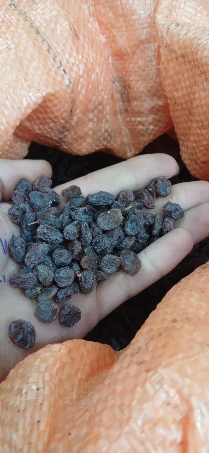 کشمش بی دانه آفتابی ی دست پاک شده پاستیلی|خوردنی و آشامیدنی|تاکستان, |دیوار