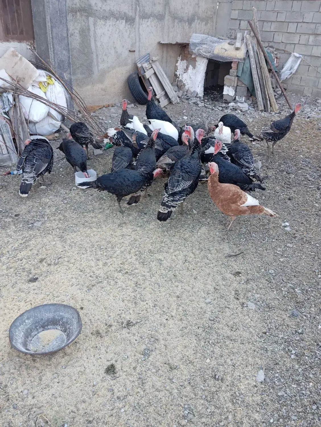 ،بوقلمون محلی|حیوانات مزرعه|بکتاش, |دیوار