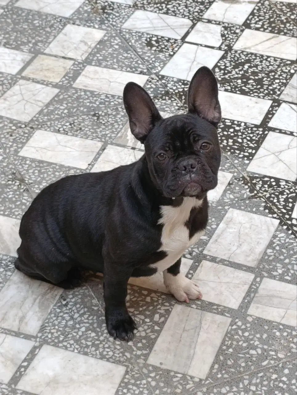 فروش سگ|سگ|امیرکلا, |دیوار