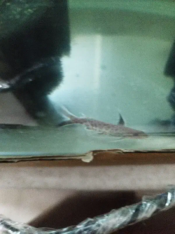 کت والنتینا یا پتریکولا دو عدد|ماهی|تهران, هفده شهریور|دیوار