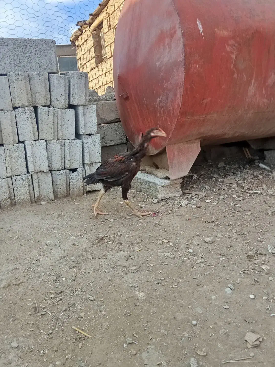 تعدادی خروس لاری 5ماهه لاری قیمت مناسب|حیوانات مزرعه|پیرانشهر, |دیوار