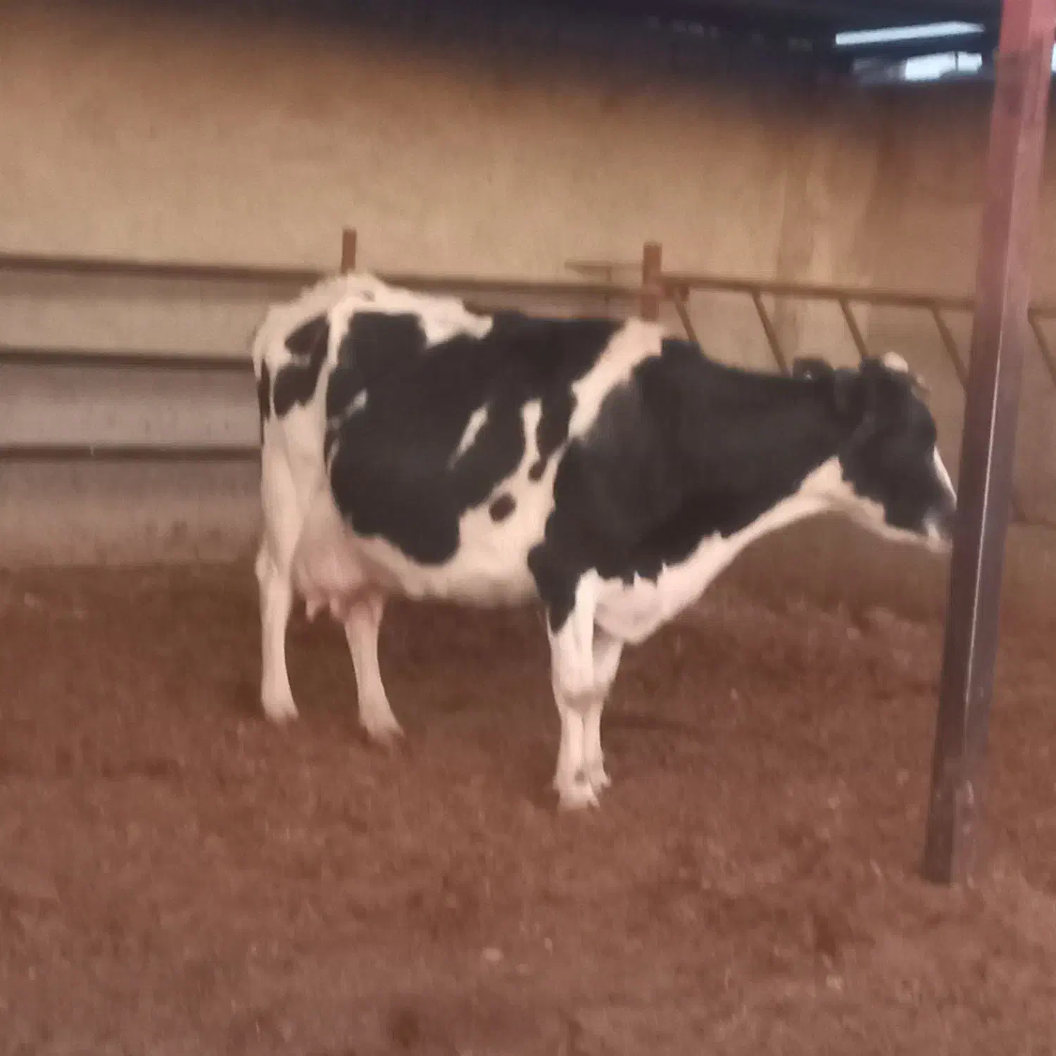 گاو زاییده با گوساله ماده رگایی|حیوانات مزرعه|بیرجند, |دیوار