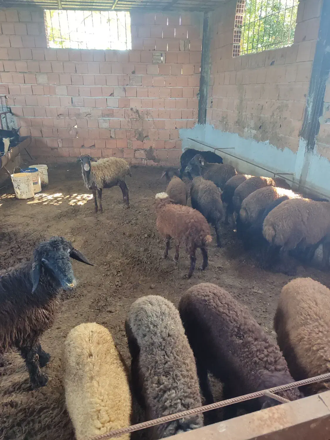 بره و میش و گوساله  و گاو گوساله دار|حیوانات مزرعه|ساری, |دیوار