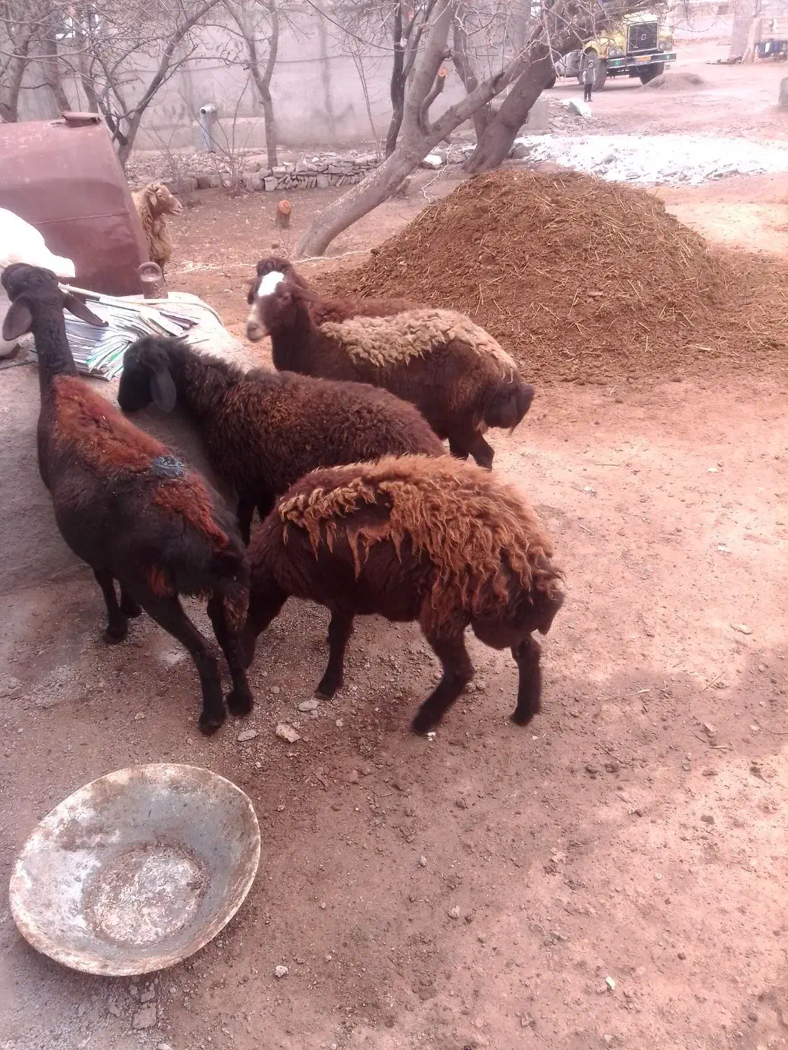 گوسفند و بره ماده|حیوانات مزرعه|هیر, |دیوار