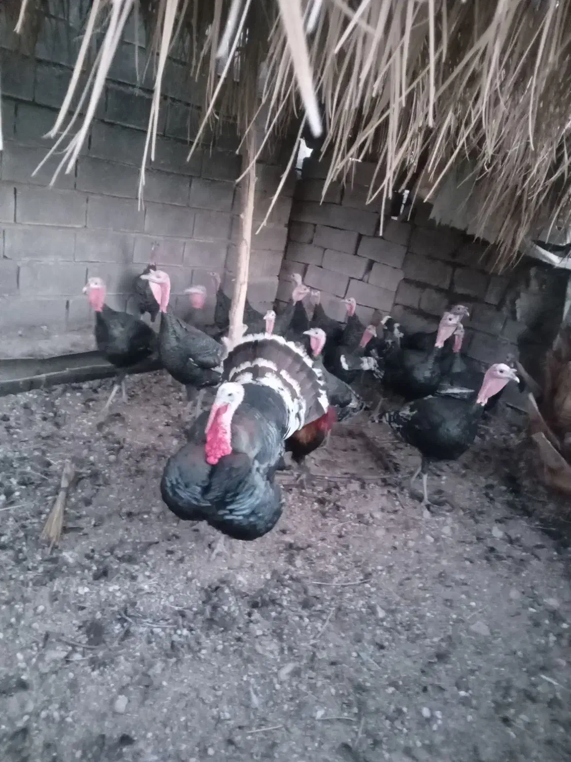 بوقلمون.|پرنده|بهبهان, |دیوار