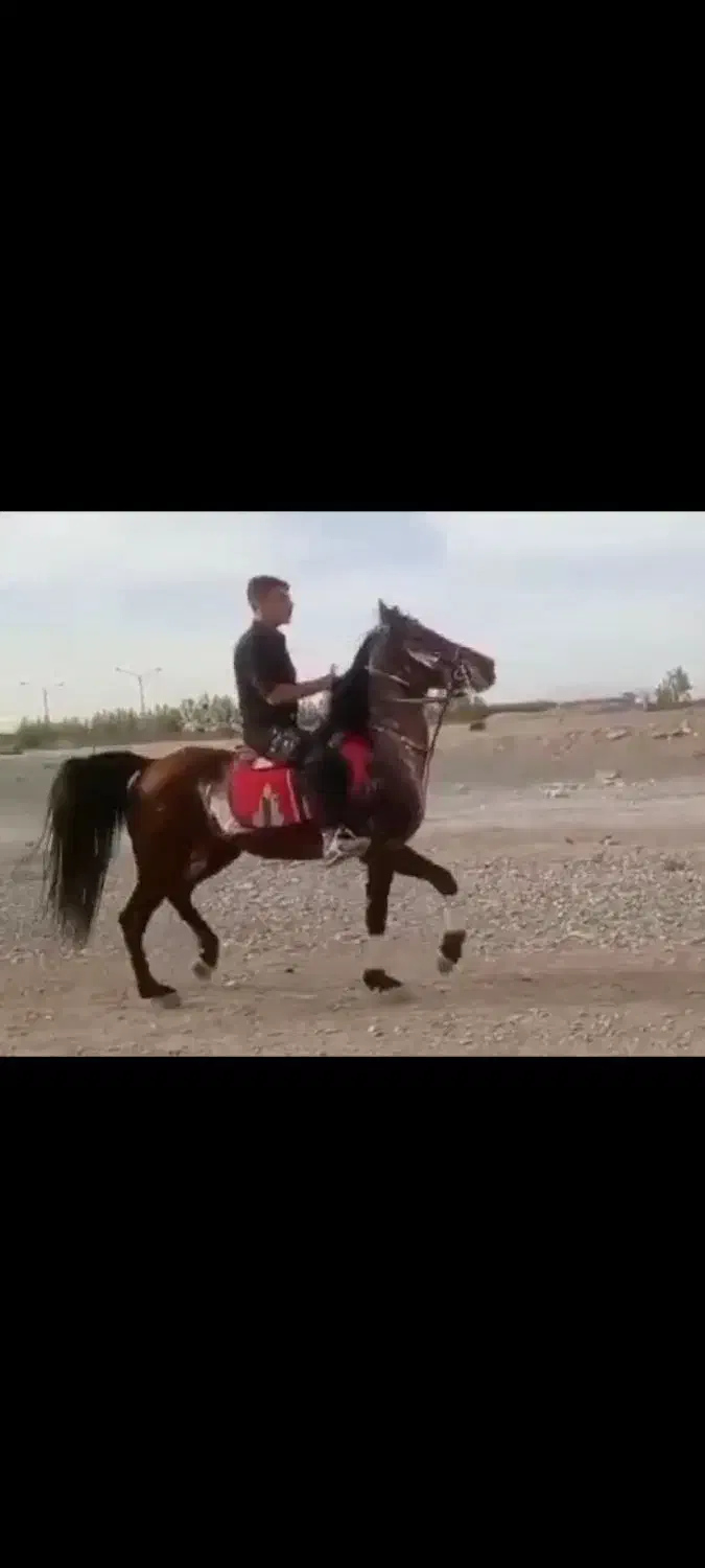 اسب|اسب و تجهیزات اسب‌سواری|ری, شهرک نظامی|دیوار