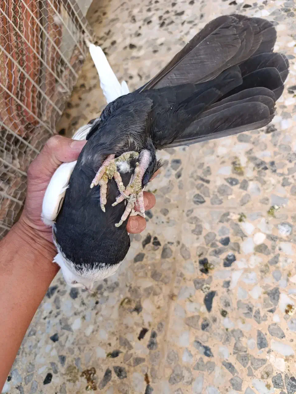 کبوتر|پرنده|شیراز, کرونی(خاتونک)|دیوار
