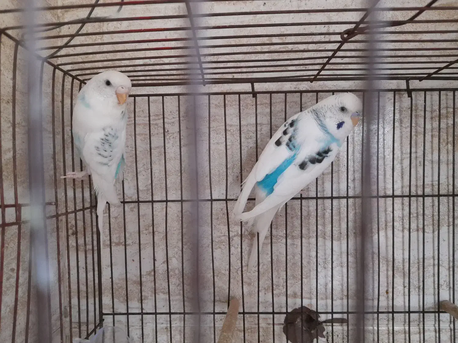 دوجفت مرغ عشق سروحال|پرنده|قدس, شهرقدس|دیوار