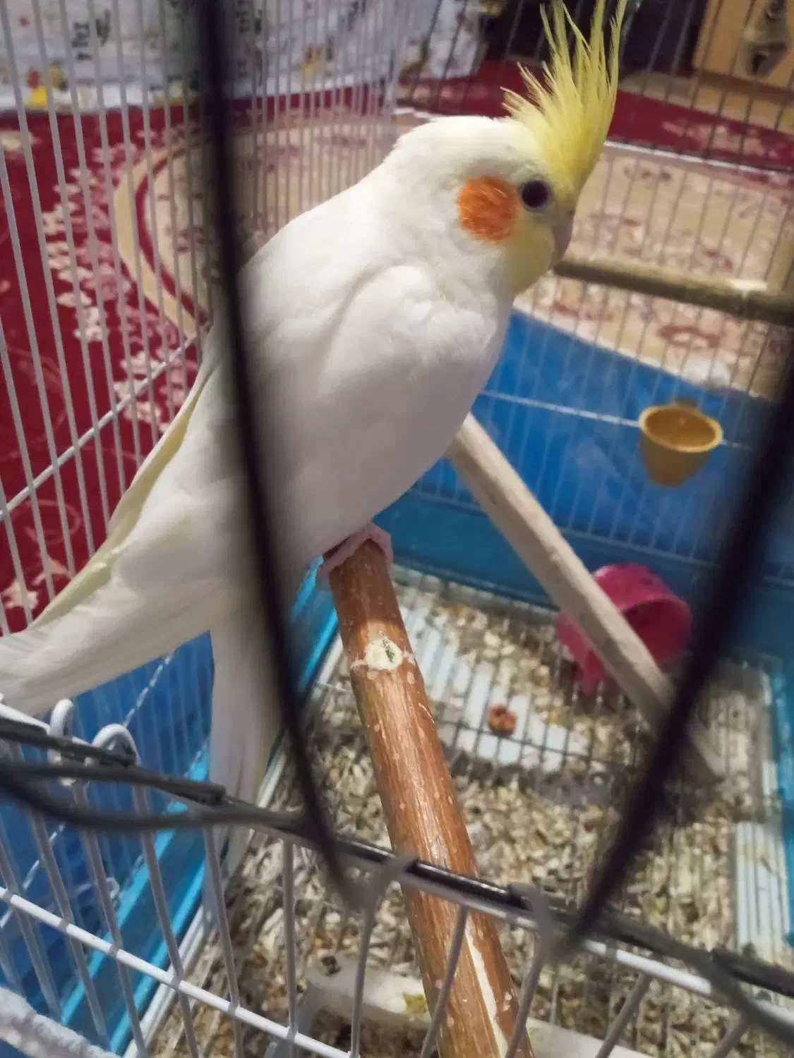 عروس هلندی لوتینو|پرنده|کیار, |دیوار