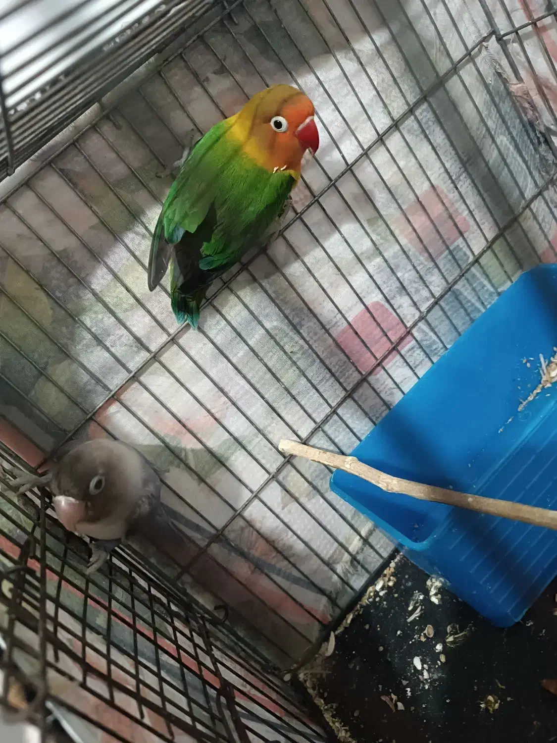 طوطی برزیلی سالم|پرنده|محمدیه-قزوین, |دیوار