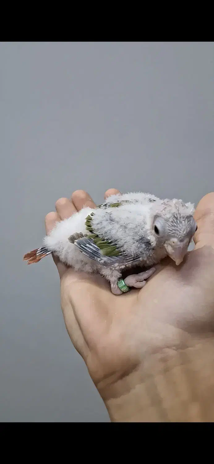 جوجه گرینچیک حلقه پا آناناسی دبل رد|پرنده|تربت جام, جامی|دیوار