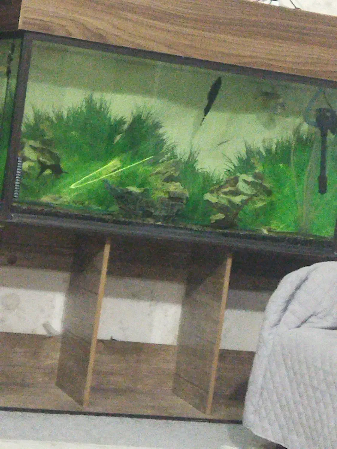 فروش آکواریوم با تمام لوازم|ماهی|خرم‌آباد, |دیوار