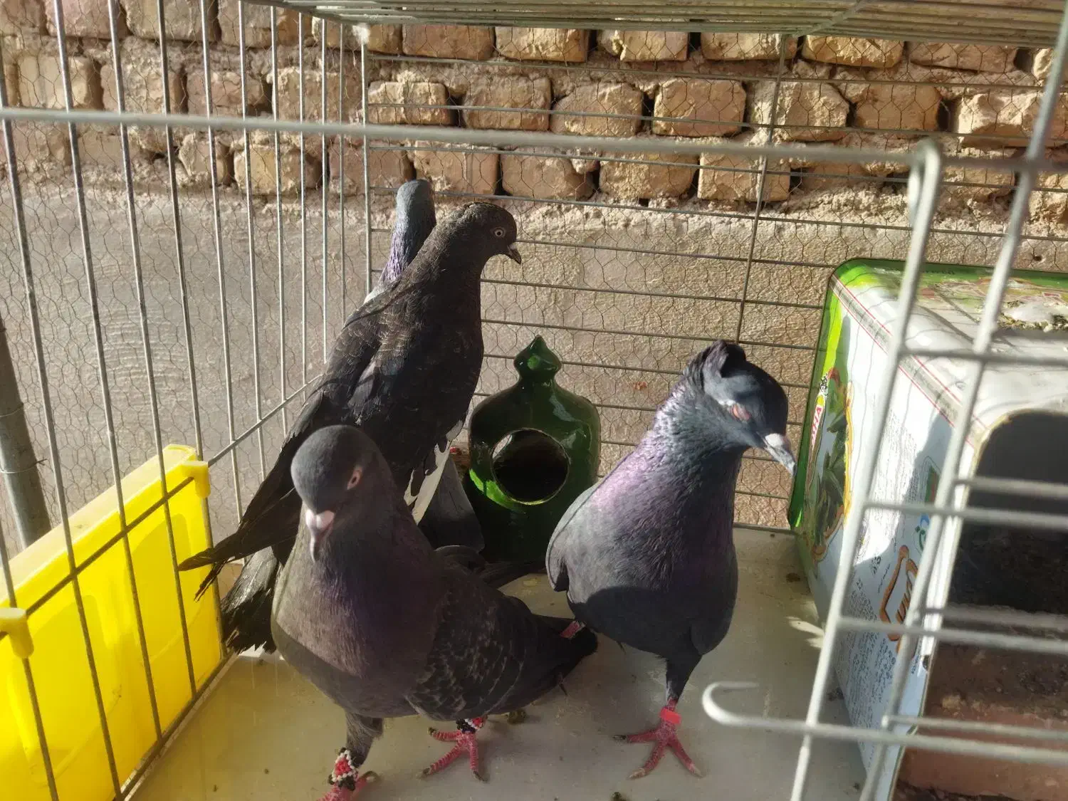 کبوتر|پرنده|یزد, |دیوار