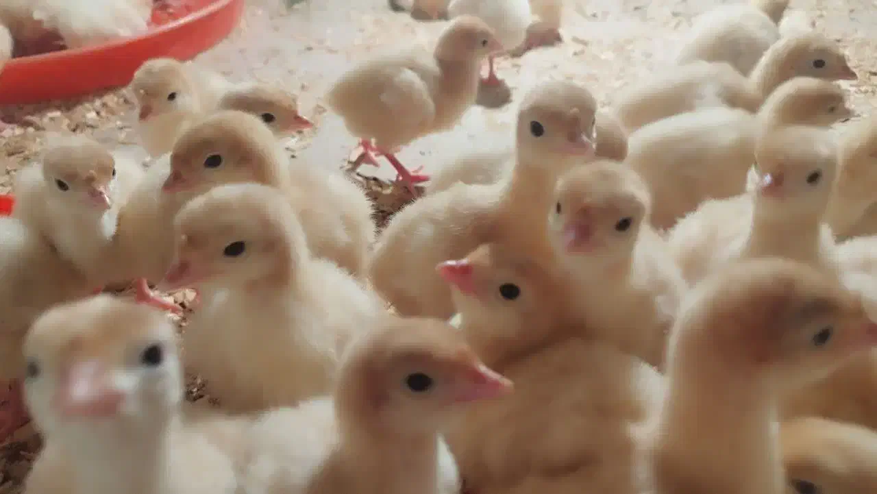 جوجه بوقلمون نژاد بی یو تی|حیوانات مزرعه|تهران, فردوسی|دیوار