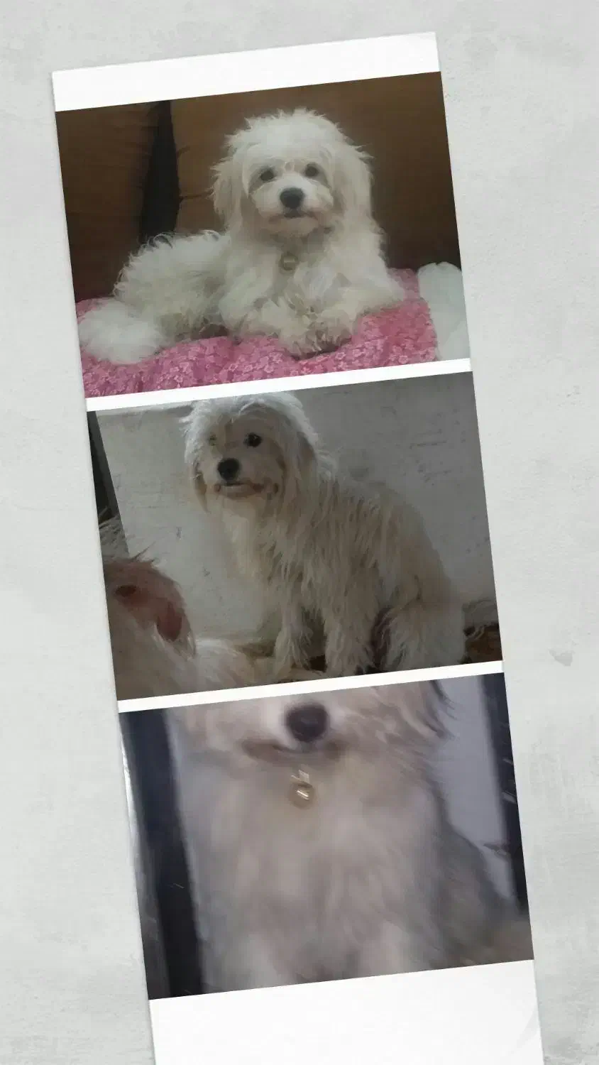 سگ گم شده|سگ|نیشابور, فردوسی جنوبی|دیوار