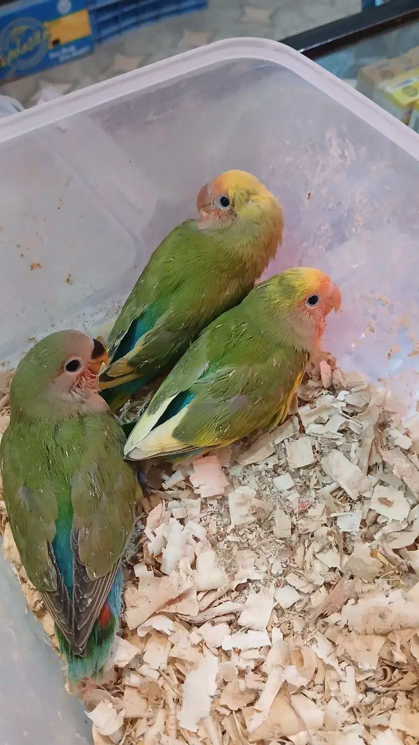 کوتوله برزیلی|پرنده|مینودشت, |دیوار