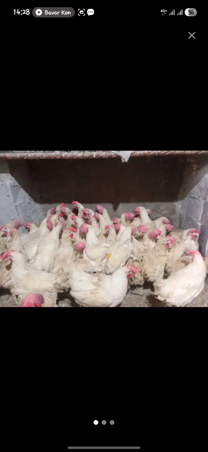 مرغ تخمی|حیوانات مزرعه|مینودشت, |دیوار