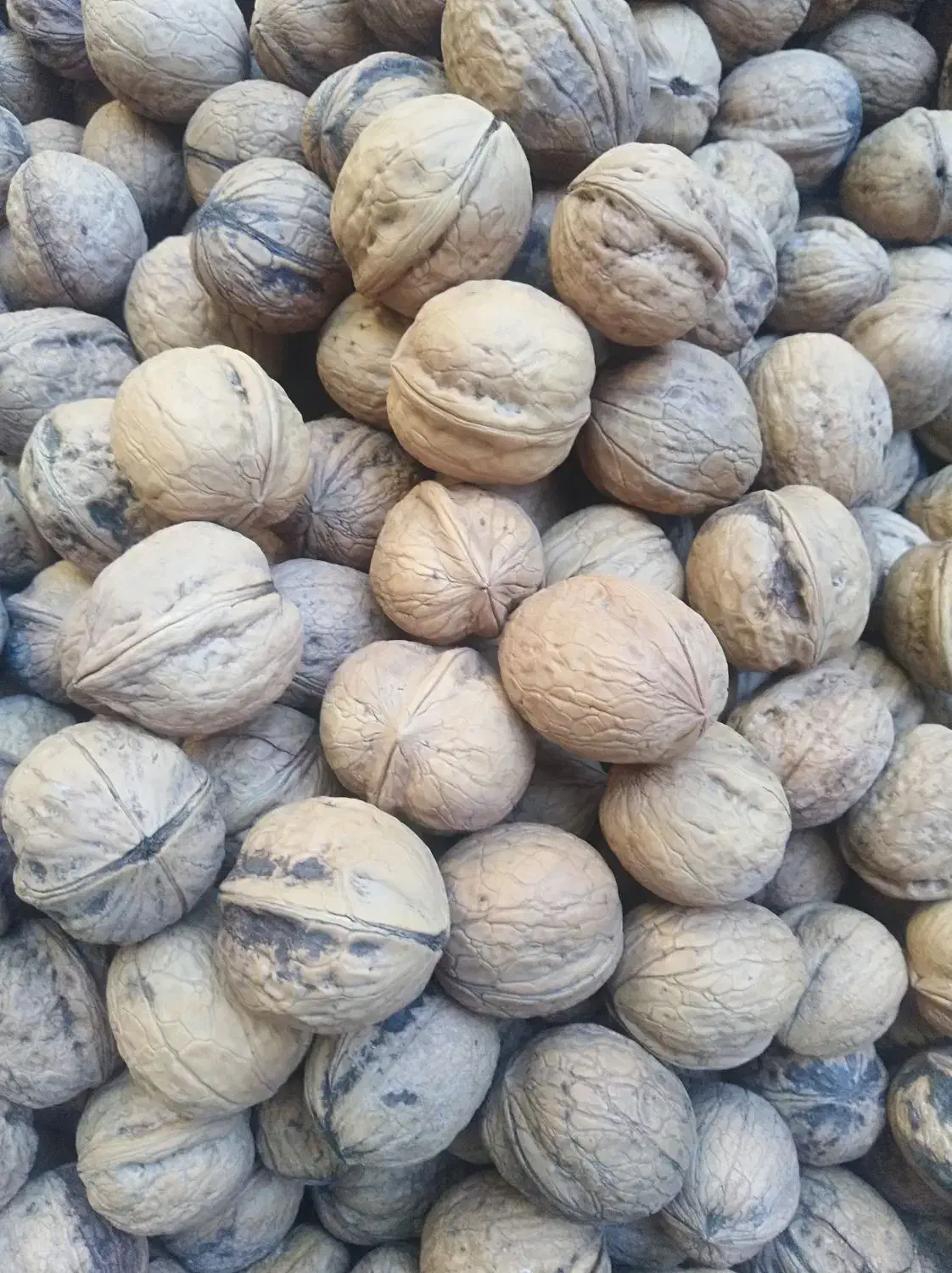 گردو خوش طعم وارگانیک دشتک|خوردنی و آشامیدنی|شیراز, سینما سعدی|دیوار